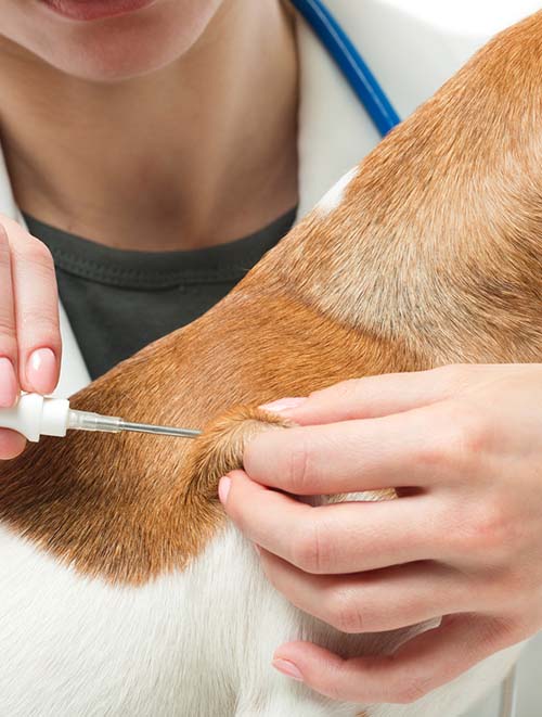Microchipping dog Microchipping in office