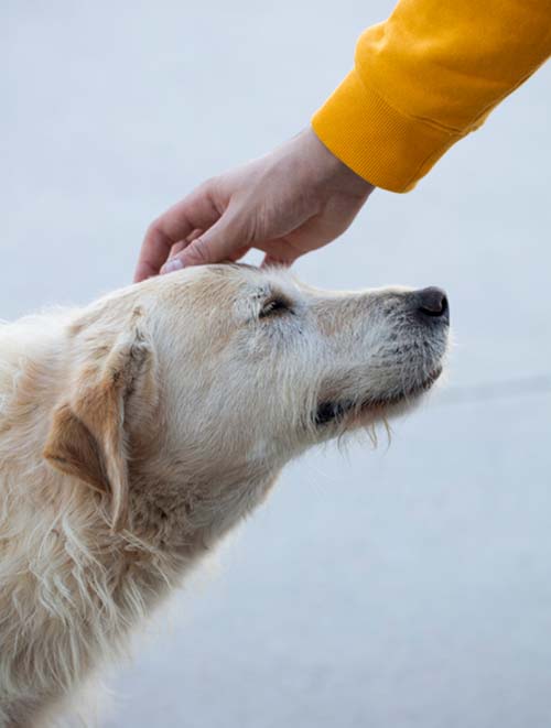 dog love dog at the animal shelter, stray dog, caressing the dog's head