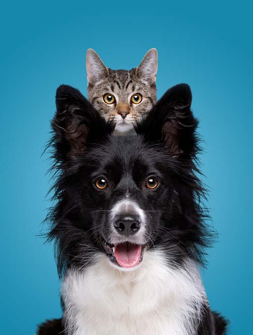 border collie dog hiding cat behind in fron