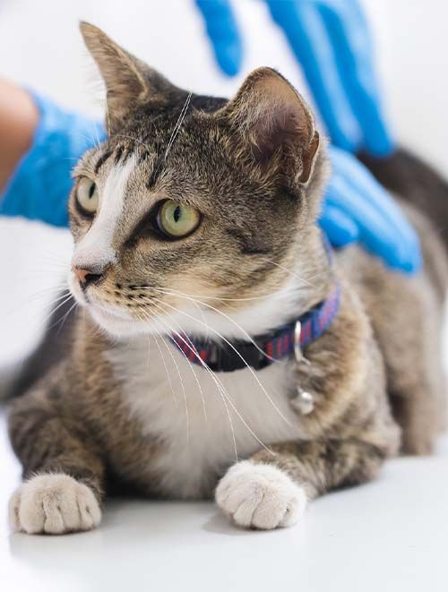 Tabby cat being examined by gloved veterinary staff before a vaccine