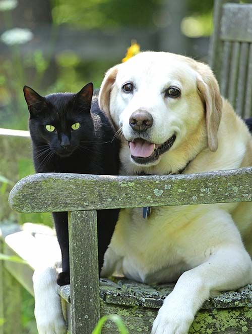 Black cat and yellow Labrador sitting together on a garden bench