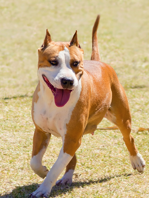 American Staffordshire Terrier 