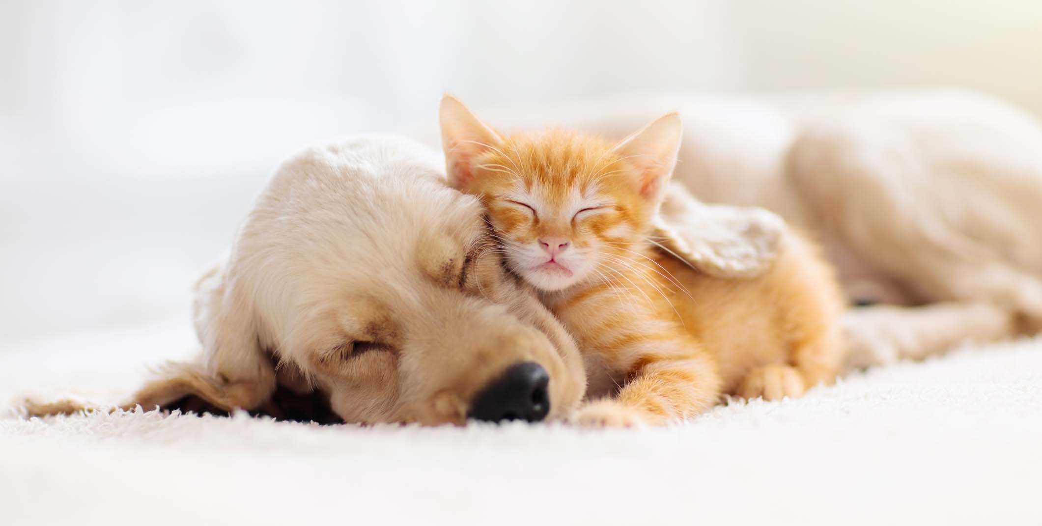 Cat and dog sleeping