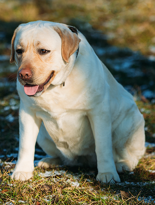 Nutritional Counseling over-feed a pet
