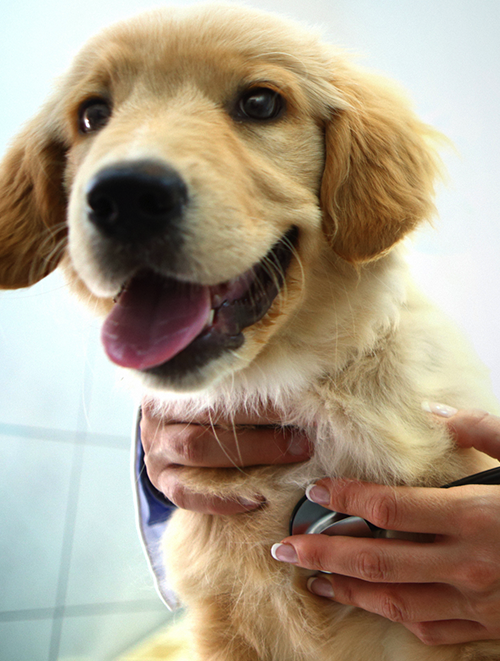 Vet examining a dog