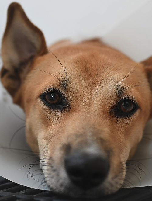 pet surgery Sad dog wearing a protective cone