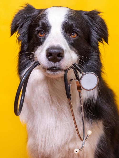 preventive medicine pet holding medicine device