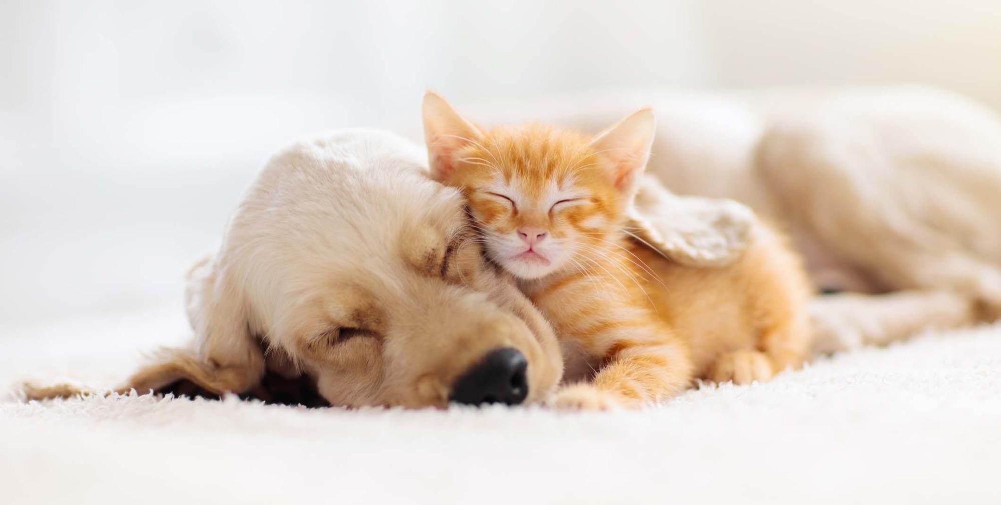 Golden puppy and orange kitten sleeping together on a blanket