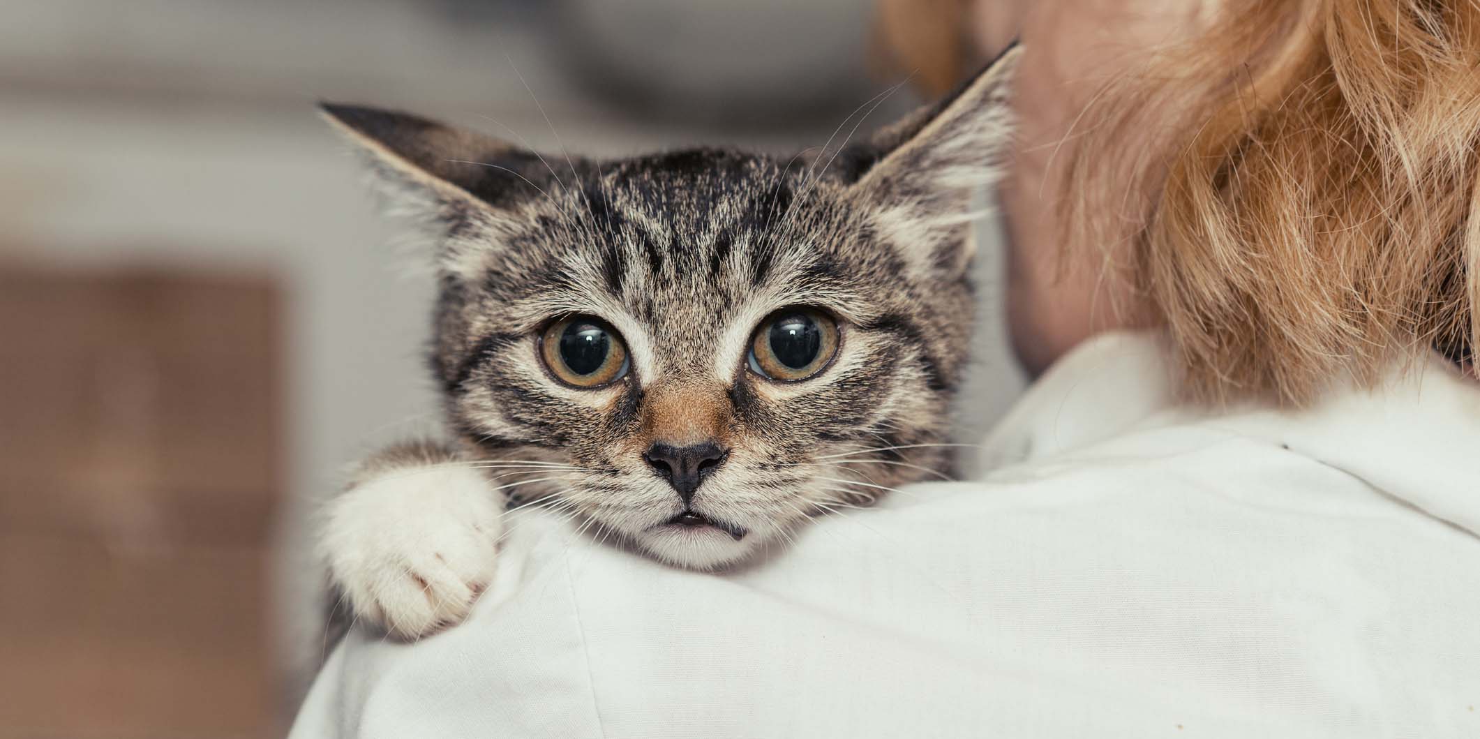 Veterinarian mall kitten into the hands of the physician